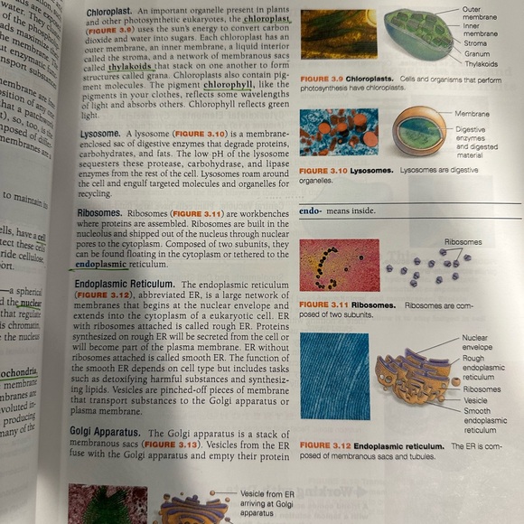 Biology Science for Life with Physiology Belk/Borden 2nd Ed. GRCC Comm College - Picture 14 of 15